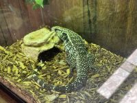 Tegu Reptiles for sale in Indian Mound, TN 37079, USA. price: $1,000