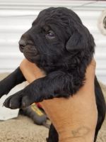 Telomian Puppies for sale in 4974 Shell St, North Highlands, CA 95660, USA. price: $200