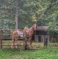 Tennessee Walker Horses for sale in Monterey, TN 38574, USA. price: $2,000