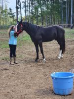 Tennessee Walker Horses Photos
