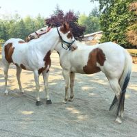 Tennessee Walker Horses Photos