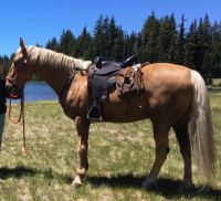 Tennessee Walker Horses for sale in El Paso, TX, USA. price: $1,600