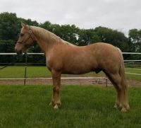 Tennessee Walker Horses for sale in Pittsburgh, PA, USA. price: $1,600