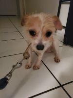 Tenterfield Terrier Puppies for sale in Sunrise, FL, USA. price: $500