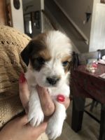 Tenterfield Terrier Puppies for sale in 124 FM 1960, Houston, TX 77073, USA. price: $245