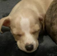 Tenterfield Terrier Puppies for sale in Waianae, HI 96792, USA. price: $300