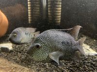 Texas Cichlid Fishes for sale in St Paul, MN, USA. price: $10