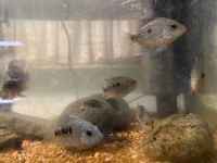 Texas Cichlid Fishes Photos