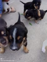 Texas heeler Puppies Photos