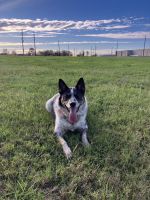 Texas heeler Puppies for sale in Richmond, TX, USA. price: $500