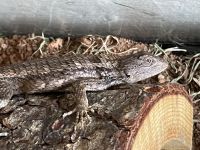 Texas spiny lizard Reptiles Photos