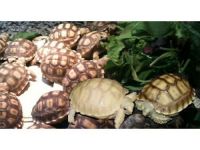 Texas Tortoise Reptiles Photos