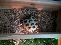 Texas Tortoise Reptiles for sale in KY-44, Shepherdsville, KY 40165, USA. price: $100