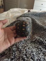 Texas Tortoise Reptiles Photos