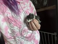 Texel Guinea Pig Rodents for sale in Lynbrook, NY 11563, USA. price: $25