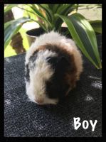 Texel Guinea Pig Rodents for sale in Murrieta, CA, USA. price: $30