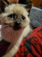Thai Cats for sale in Owosso, MI 48867, USA. price: NA