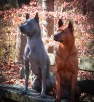 Thai Ridgeback Puppies for sale in Carthage, Tennessee. price: $2,500