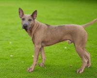 Thai Ridgeback Puppies for sale in Lubliniec, Poland. price: 10,000 PLN