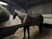 Stunning Thoroughbred Horse For Sale