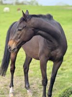Stunning Thoroughbred Horse For Sale