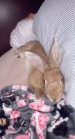 Thrianta rabbit Rabbits for sale in Indianapolis, IN 46227, USA. price: $45