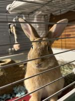 Thrianta rabbit Rabbits Photos