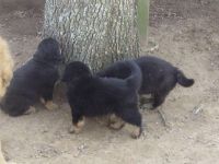 Tibetan Kyi Apso Puppies for sale in East Los Angeles, CA, USA. price: $1,000