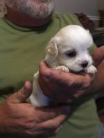 Tibetan Kyi Apso Puppies for sale in Olive Branch, MS 38654, USA. price: $500