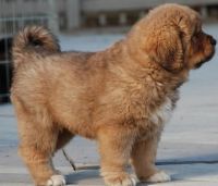 Tibetan Mastiff Puppies for sale in Milwaukee, WI 53208, USA. price: $500