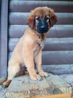 Tibetan Mastiff Puppies for sale in Exmore, Virginia. price: $500
