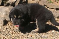Tibetan Mastiff Puppies for sale in Delta, BC, Canada. price: $500