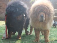 Tibetan Mastiff Puppies for sale in California St, San Francisco, CA, USA. price: $500