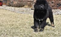 Tibetan Mastiff Puppies for sale in Atlantic, IA 50022, USA. price: $500