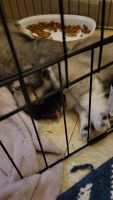 Tibetan Spaniel Puppies for sale in Yuba City, CA, USA. price: $700