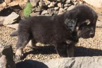 Tibetan Terrier Puppies for sale in Delta, BC, Canada. price: $500