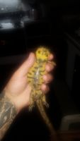 Tiger Salamander Amphibians Photos