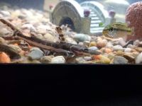 Tiger shovelnose catfish Fishes for sale in Round Rock, TX, USA. price: $100