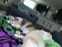 Tiger/Siamese Cats for sale in Dickinson, TX 77539, USA. price: $1,500