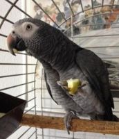 TIMNEH AFRICAN GREY Birds for sale in Phoenix, AZ, USA. price: NA