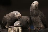 TIMNEH AFRICAN GREY Birds for sale in New York, NY, USA. price: $500