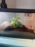 Toad Amphibians for sale in Murrieta, CA, USA. price: $125