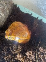 Toad Amphibians Photos