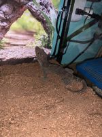 Tokay Gecko Reptiles Photos