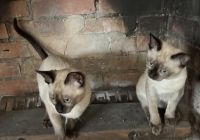 Tonkinese Cats for sale in Natick, Massachusetts. price: $1,000