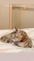 Torby Cats for sale in San Antonio, TX, USA. price: $150