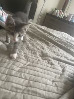 Torby Cats for sale in St. Louis, MO, USA. price: $140