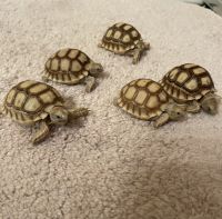 Tortoise Reptiles Photos