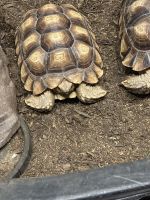 Tortoise Reptiles for sale in Mansfield, Texas. price: $100