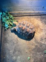 Tortoise Reptiles for sale in Raleigh, NC, USA. price: $100